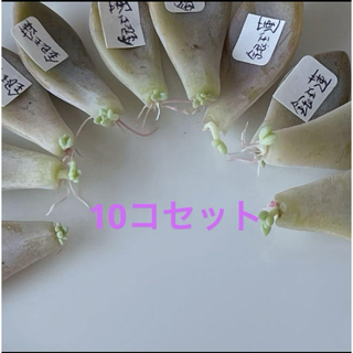 多肉植物^o^ 葉挿し赤ちゃん銀玉蓮10コセット(その他)