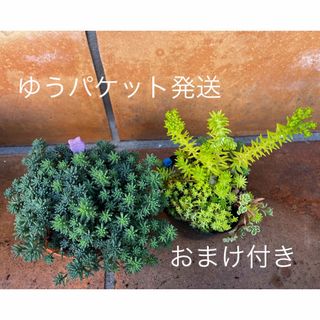 2鉢　抜き苗＋おまけ　多肉植物　セダム　ゆうパケット発送(その他)