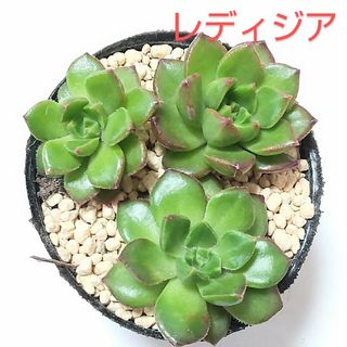 多肉植物　レディジア　３つ(その他)