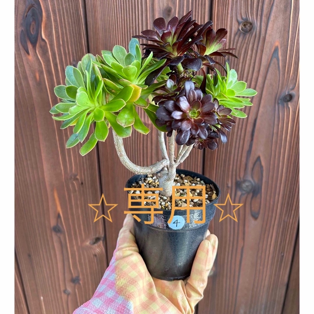 多肉植物　⭐︎専用⭐︎アエオニウム　2色枝　黒法師　抜き苗　④速達 ハンドメイドのフラワー/ガーデン(その他)の商品写真