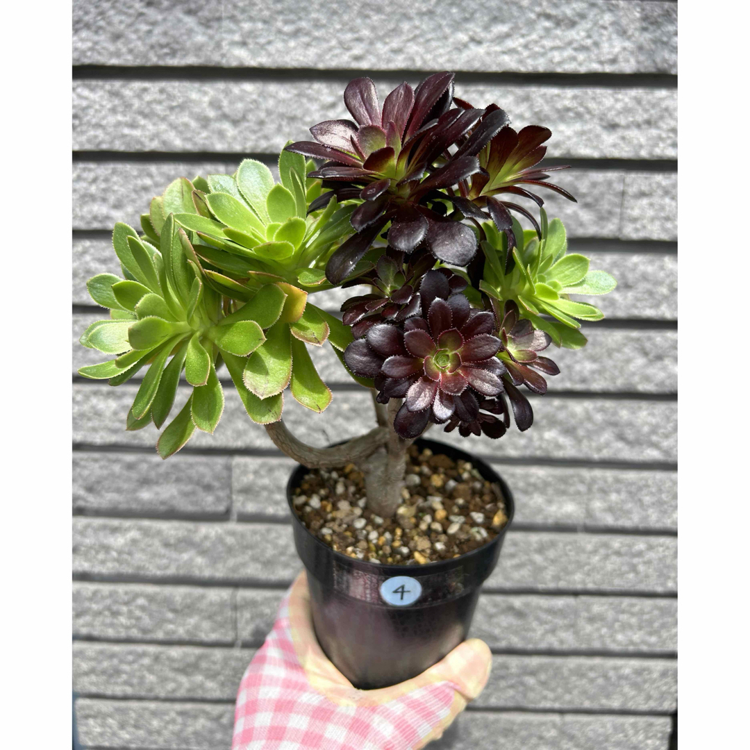 多肉植物 ⭐︎専用⭐︎アエオニウム 2色枝 黒法師 抜き苗 ④速達 多肉植物 ⭐︎専用⭐︎アエオニウム 2色枝 黒法師 抜き苗 ④速達