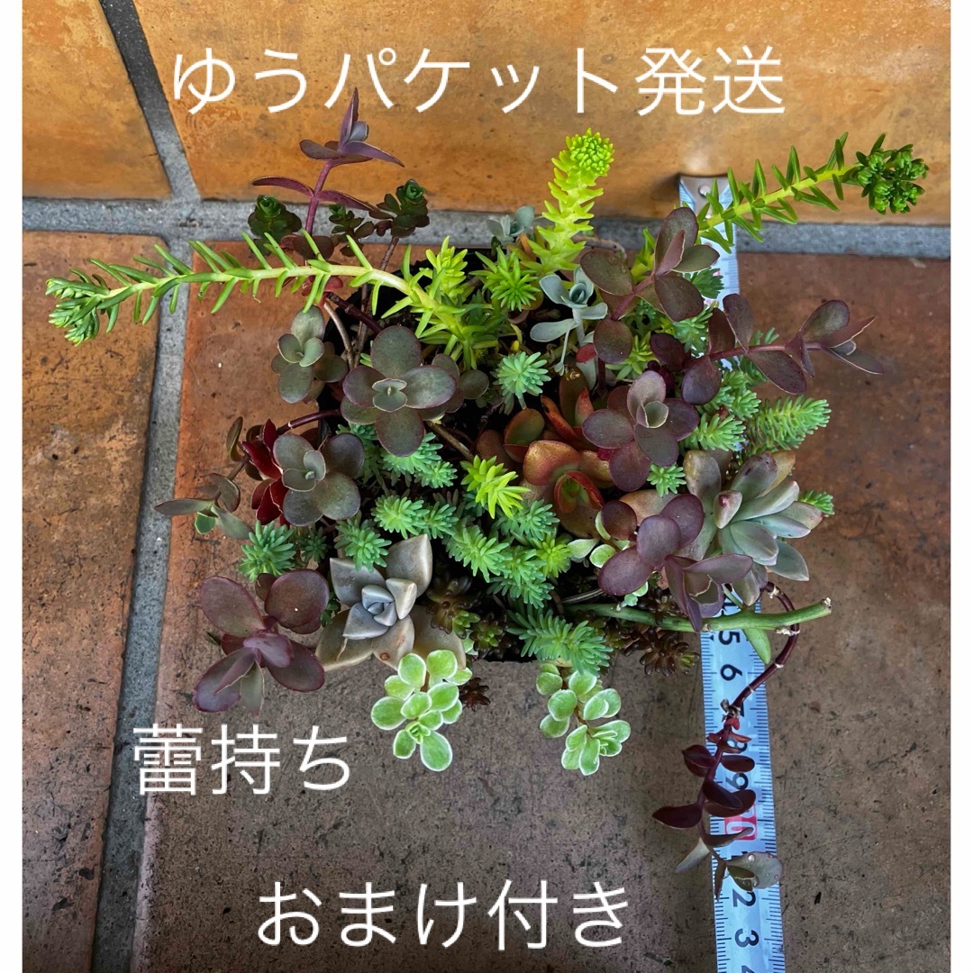 初心者様も大丈夫！強い品種！抜き苗＋おまけ　多肉植物　セダム　ゆうパケット発送 ハンドメイドのフラワー/ガーデン(その他)の商品写真