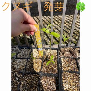 🍀クヌギ　発芽済み　５個セット🍀(その他)