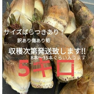 訳あり　傷あり　筍　たけのこ　竹の子　タケノコ　つめあわせ　無農薬野菜(野菜)