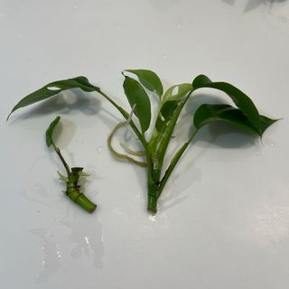 観葉植物　ヒメモンステラ　苗　発根済+おまけ ②(その他)