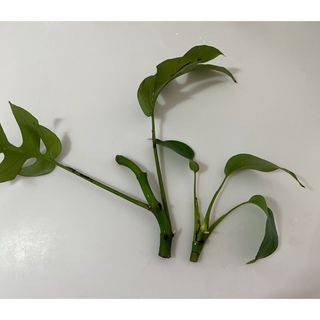 観葉植物　ヒメモンステラ　苗　発根済+おまけ ③(その他)