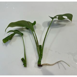 観葉植物　ヒメモンステラ　苗　発根済+おまけ④(その他)