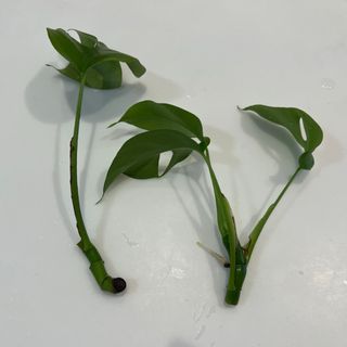 観葉植物　ヒメモンステラ　苗　発根済+おまけ⑤(その他)