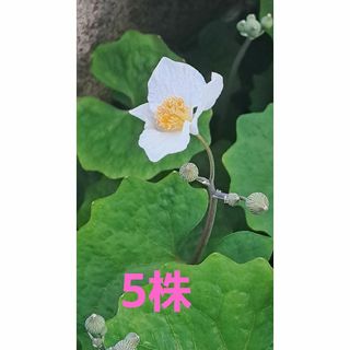 シラユキゲシ  抜き苗  5株(プランター)