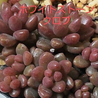 多肉植物　ホワイトストーンクロプ　１０本 カット苗(その他)