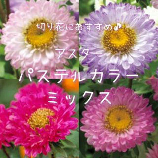 【アスター(パステルカラー)のタネ】80粒 種子 種 菊 切り花にも 花 仏花(その他)