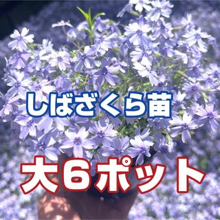 芝桜【青】大苗、6ポット(その他)