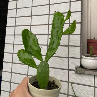 【観葉植物】ウチワサボテン　発根済み(その他)