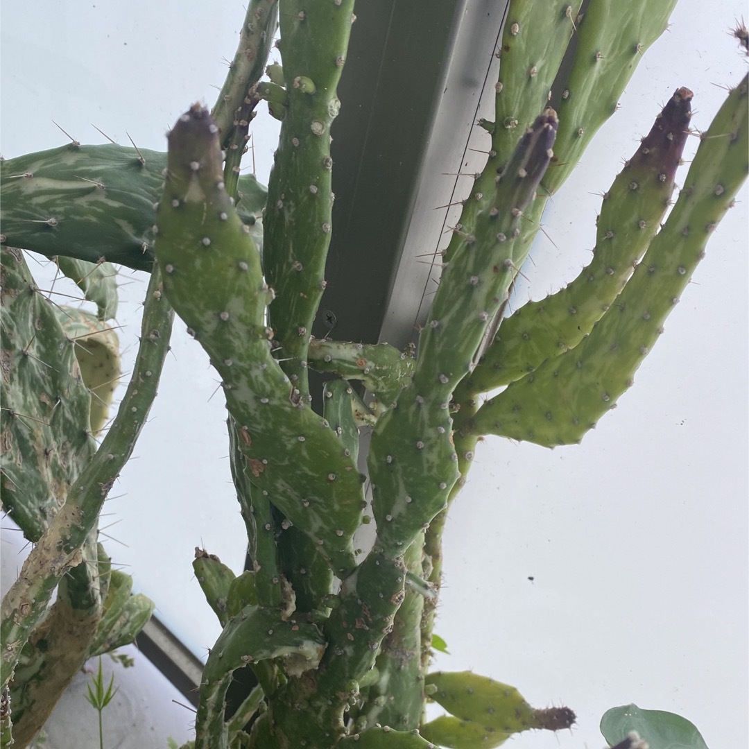 【多肉植物】斑入りオプンチア　姫サンゴ　ハツヒノデ　ウチワサボテン　5個 ハンドメイドのフラワー/ガーデン(その他)の商品写真