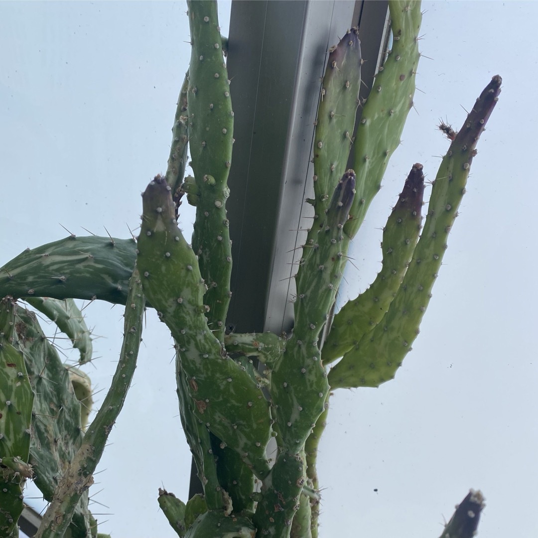 【多肉植物】斑入りオプンチア　姫サンゴ　ハツヒノデ　ウチワサボテン　5個 ハンドメイドのフラワー/ガーデン(その他)の商品写真
