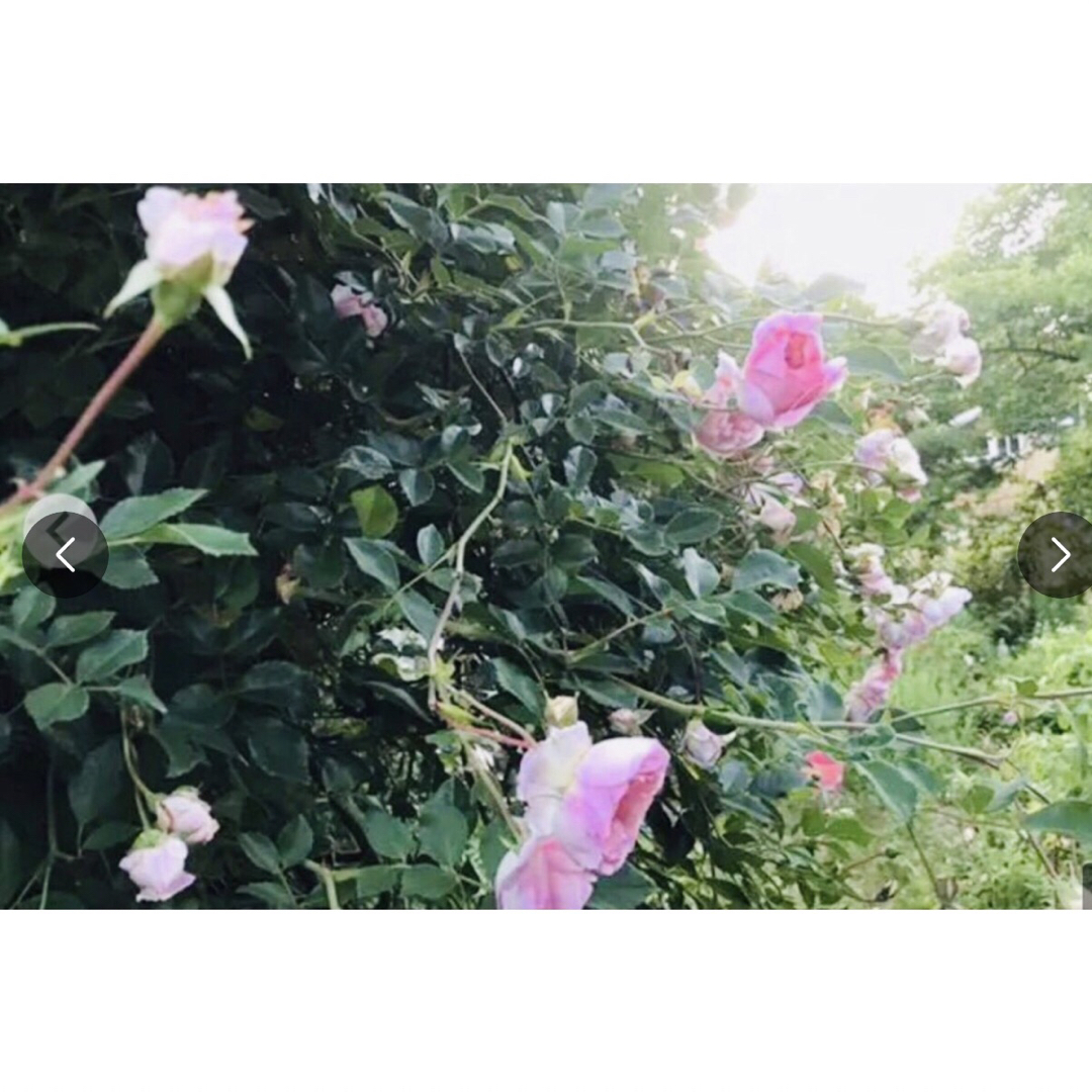 0414a 咲いてお楽しみ(*´∀`)♪薔薇の挿木　根っこ付 ハンドメイドのフラワー/ガーデン(その他)の商品写真