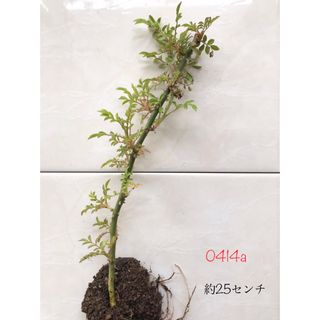 0414a 咲いてお楽しみ(*´∀`)♪薔薇の挿木　根っこ付(その他)