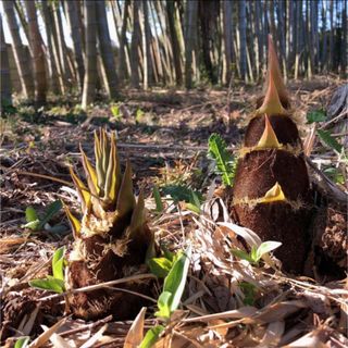 🎍たけのこ 3キロ🎍(野菜)