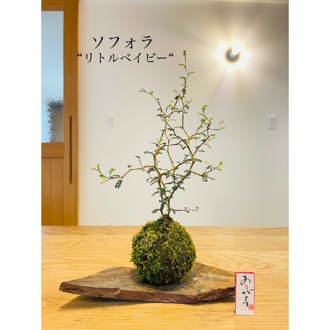 ソフォラの寄せ植え苔玉　贈り物 ハンドメイドのフラワー/ガーデン(その他)の商品写真