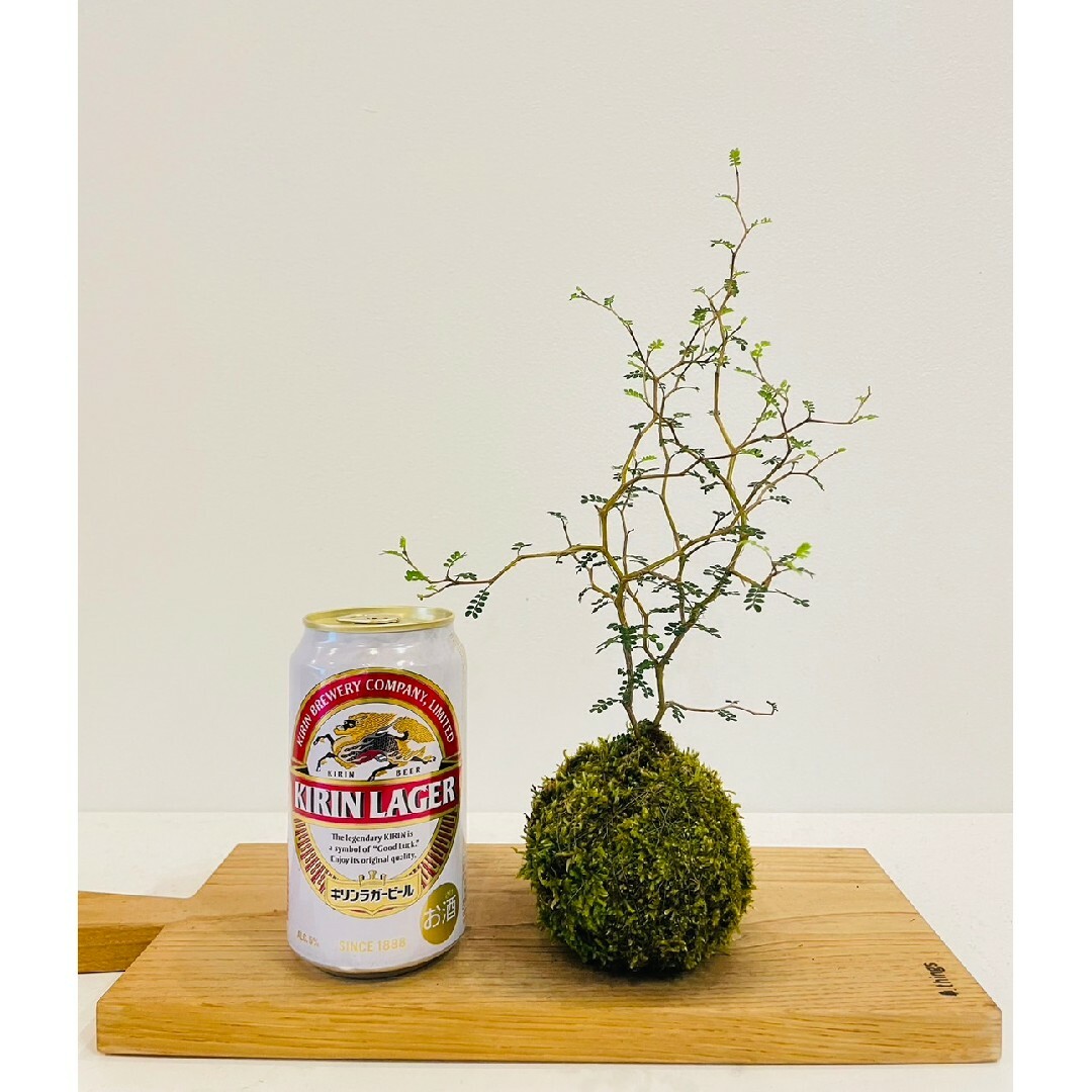 ソフォラの寄せ植え苔玉　贈り物 ハンドメイドのフラワー/ガーデン(その他)の商品写真