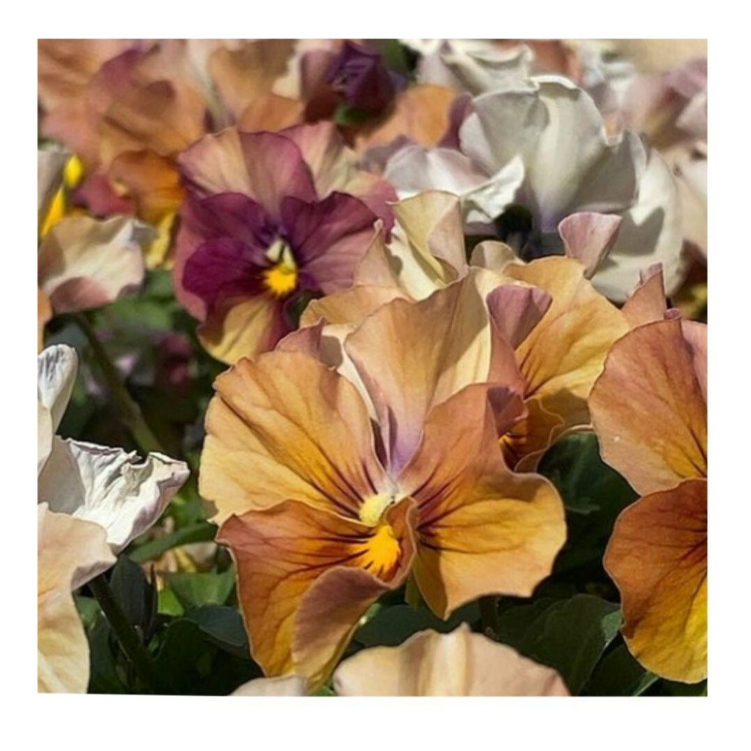 18粒　アンティークなくすみカラー✦ビオラしんしん✦花の種 ハンドメイドのフラワー/ガーデン(その他)の商品写真