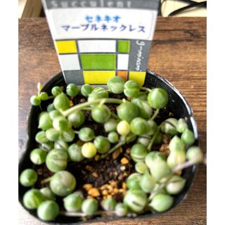 多肉植物　マーブルネックレス(その他)