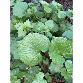 葉わさび　花わさび　天然　山菜