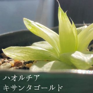 ハオルチア　シンビフォルミス　キサンタゴールド　多肉植物　観葉植物　インテリア(その他)