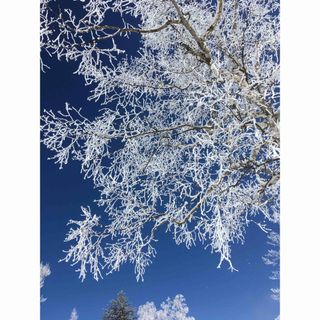 樹氷（連絡用）(その他)