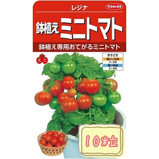 野菜の種【ミニトマト】レジナ①(野菜)