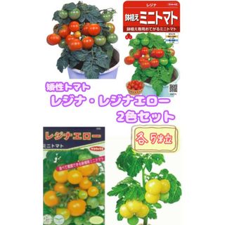 野菜の種【ミニトマト】レジナ･レジナエロー2色セット①(野菜)