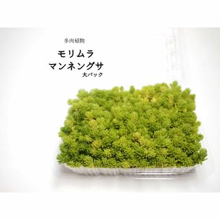 モリムラマンネングサ（大パック）（多肉植物）　グランドカバー、お庭等　(その他)