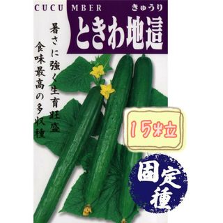 野菜の種【きゅうり】ときわ地這①(野菜)