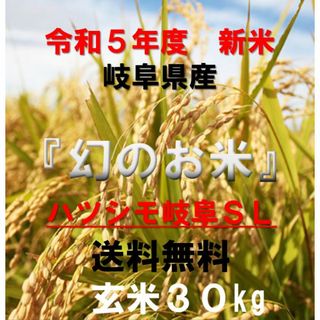 ブランド米　令和５年度『岐阜ハツシモ』新米 玄米(精米も可)　30kg　送料無料(米/穀物)