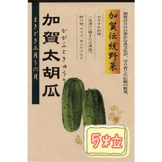 野菜の種【きゅうり】加賀太胡瓜①(野菜)