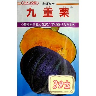 野菜の種【かぼちゃ】九重栗①(野菜)