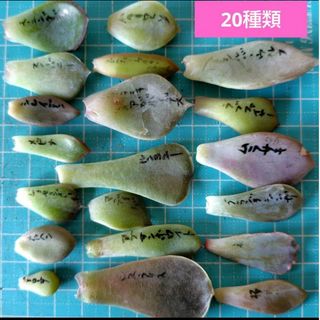 【多肉植物】ネオンブレーカーズ、リラシナ×アガボイデスなど葉挿し２０種類セット(その他)