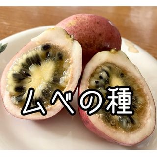 ムベの種 30粒(フルーツ)