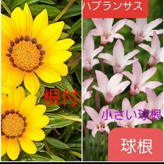 flower - お花の苗＆球根（多年草）