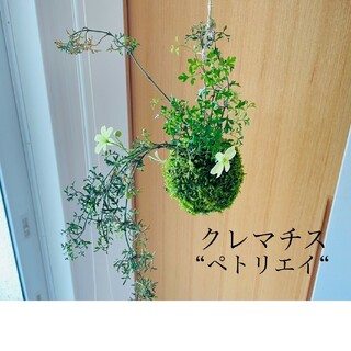 毎年咲きます♪常緑クレマチス"ペトリエイ"の苔玉(その他)