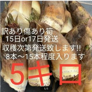 訳あり　傷あり　小ぶり　たけのこ　竹の子　たけのこ　筍　無農薬野菜