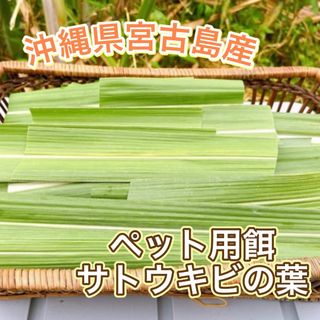 【SALE】ペット用 餌 サトウキビの葉 沖縄県 宮古島産(野菜)