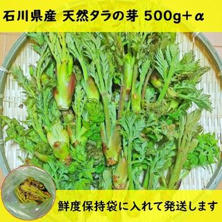 タラの芽 たらの芽 天然 山菜 石川県産 500g +α(野菜)