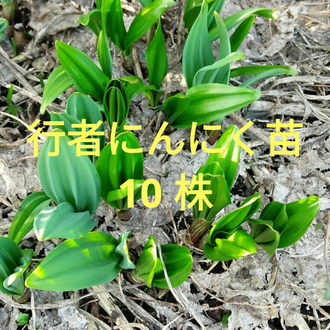 行者にんにく苗　10株 食品/飲料/酒の食品(野菜)の商品写真