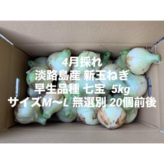 兵庫県 淡路島産 4月採れ 新玉ねぎ M～L 5kg早生品種 七宝 20個前後(野菜)