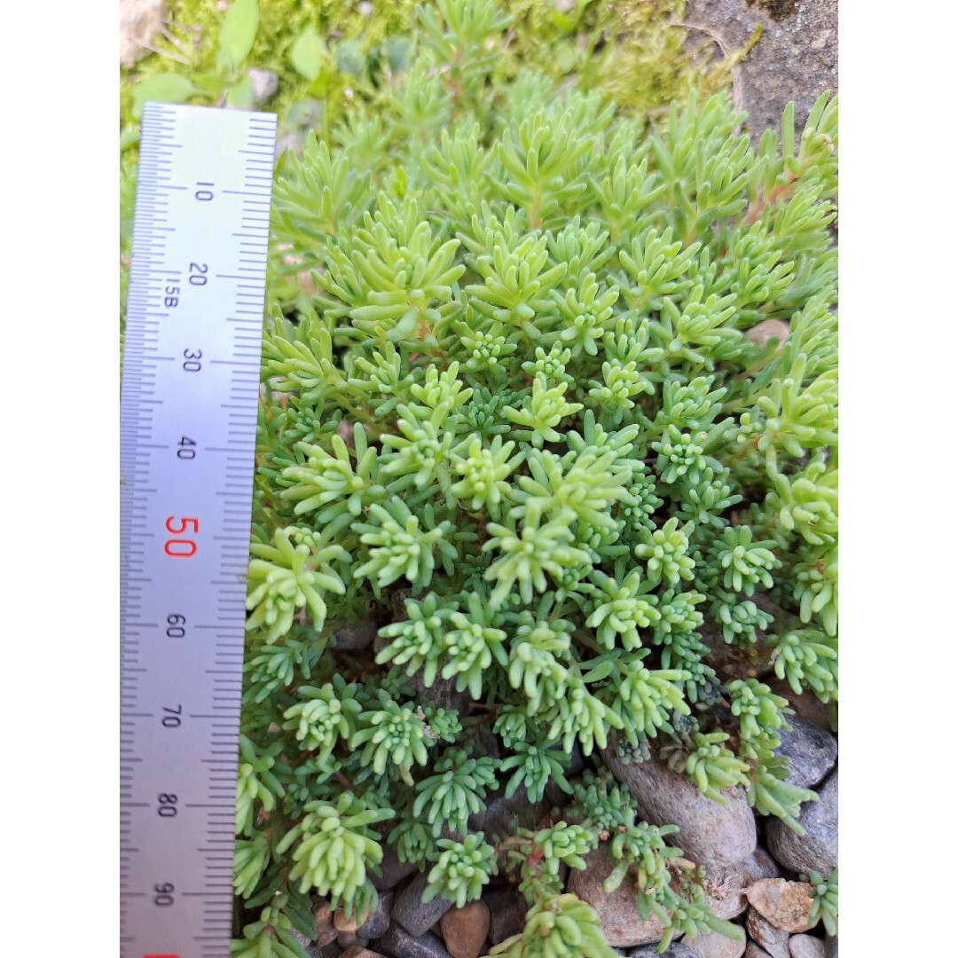 多肉植物 セダム パリダム 30カット以上 カット苗 ハンドメイドのフラワー/ガーデン(その他)の商品写真