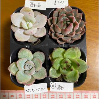 多肉植物 4苗 セット 名前付き 土付き エケベリア(その他)