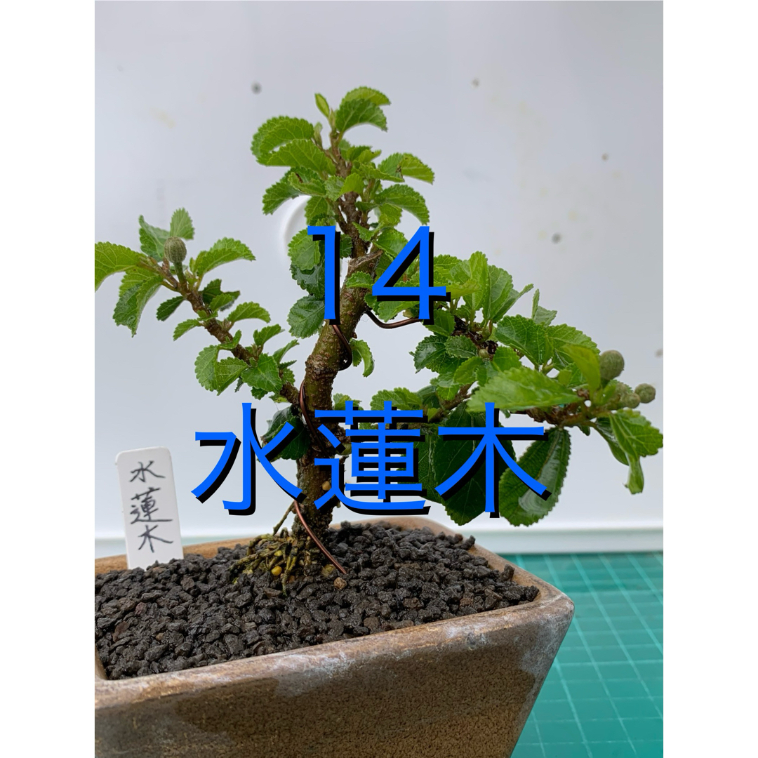 14 水蓮木　小品盆栽　Grewia salicifolia ハンドメイドのフラワー/ガーデン(その他)の商品写真