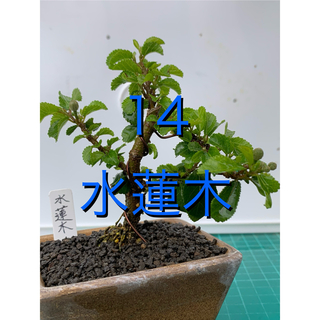 14 水蓮木　小品盆栽　Grewia salicifolia(その他)