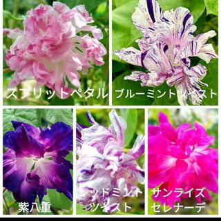 花の種　朝顔の種　八重咲き西洋朝MIXの種(プランター)